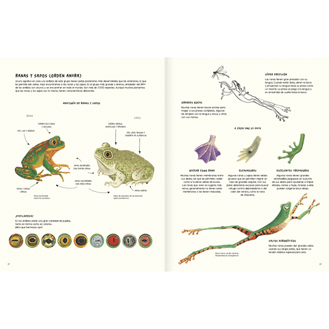 Libros Amanuta Informativo Agua y tierra, anfibios y reptiles de América 9789563642636